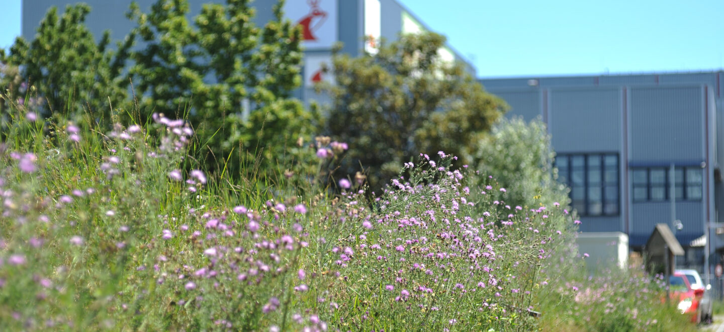 Biodiversity on Mainz company grounds_3