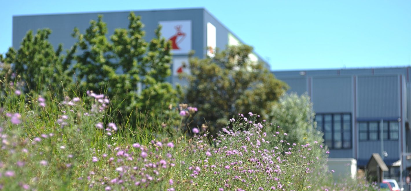 Biodiversity on Mainz company grounds_3